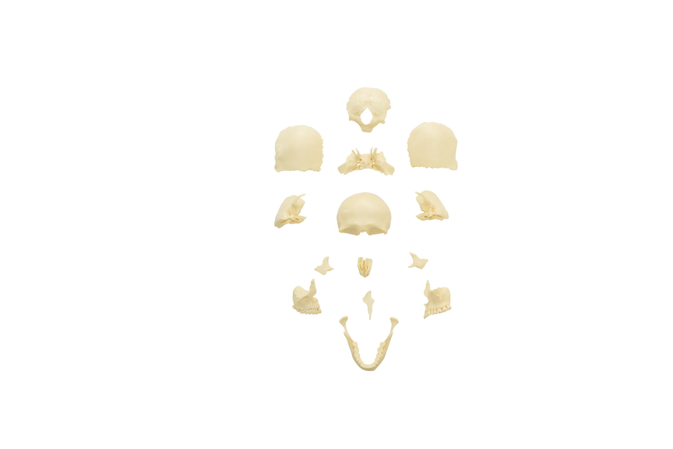 Human Skull (14 Pieces) - SIM-MOD