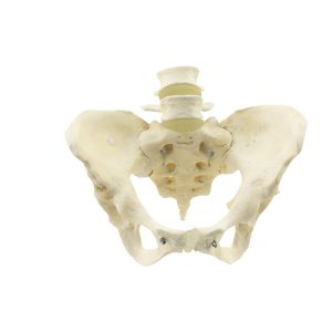 Female Pelvic Skeleton