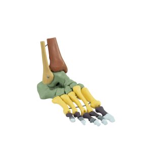 Foot Skeleton (Right Foot, Articulated, Colored)