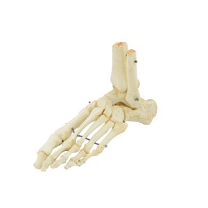 Foot Skeleton (Rigid Assembly)
