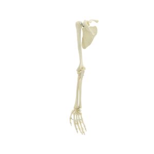 Arm Skeleton With Shoulder Girdle