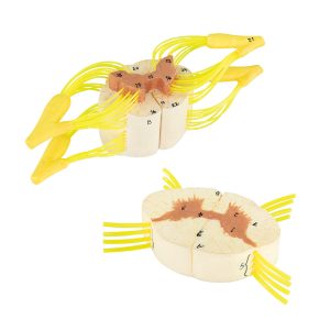 Spinal Cord With Nerve Branches