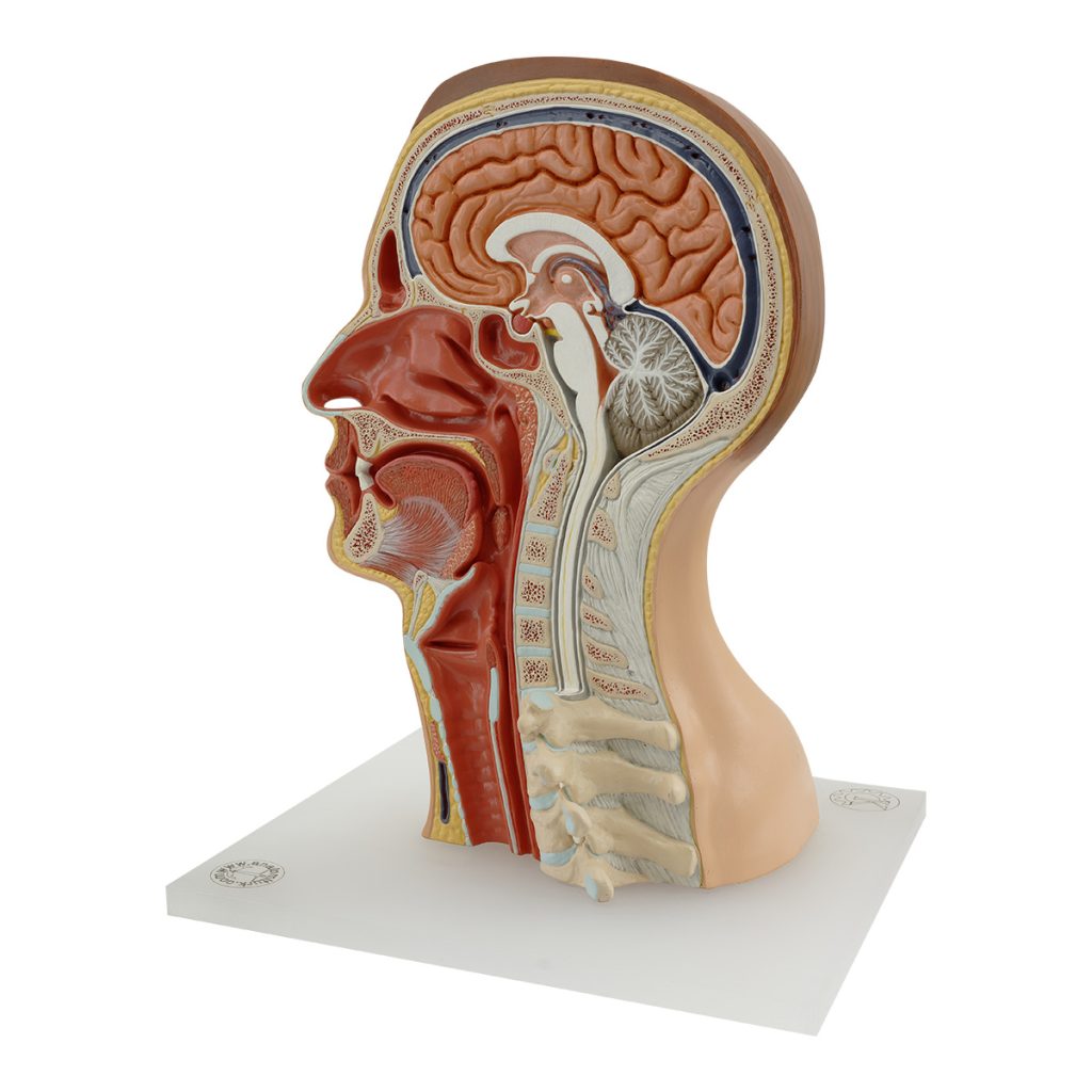 Median Section Head Model - SIM-MOD