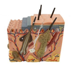 Skin Block