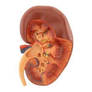 Right Kidney