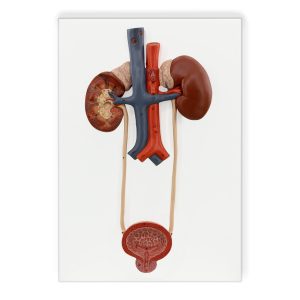 Urinary Organs