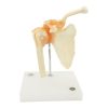 functional shoulder joint