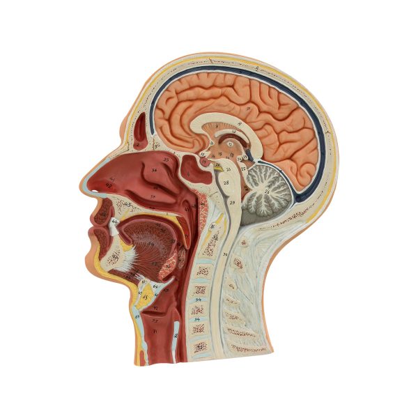 Median Section of the Head - SIM-MOD