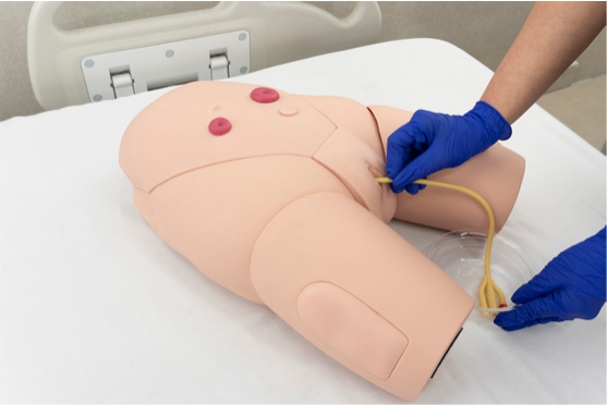 2 Female catheterization trainer showing IM injection pads and fluid-based urethral insertion