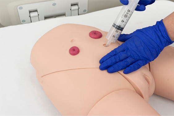 3 Female catheterization trainer showing IM injection pads and fluid-based urethral insertion