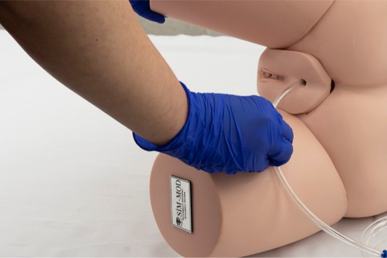 4 Female catheterization trainer showing IM injection pads and fluid-based urethral insertion