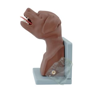 Canine Intubation Simulator