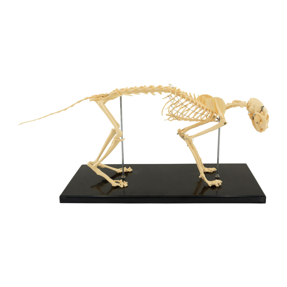AZ-712_Kedi İskeleti_1