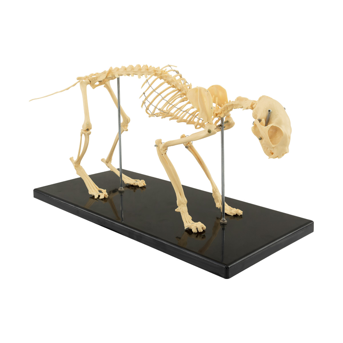 AZ-712_Kedi İskeleti_2