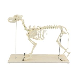 Canine Skeletal and Joint Model