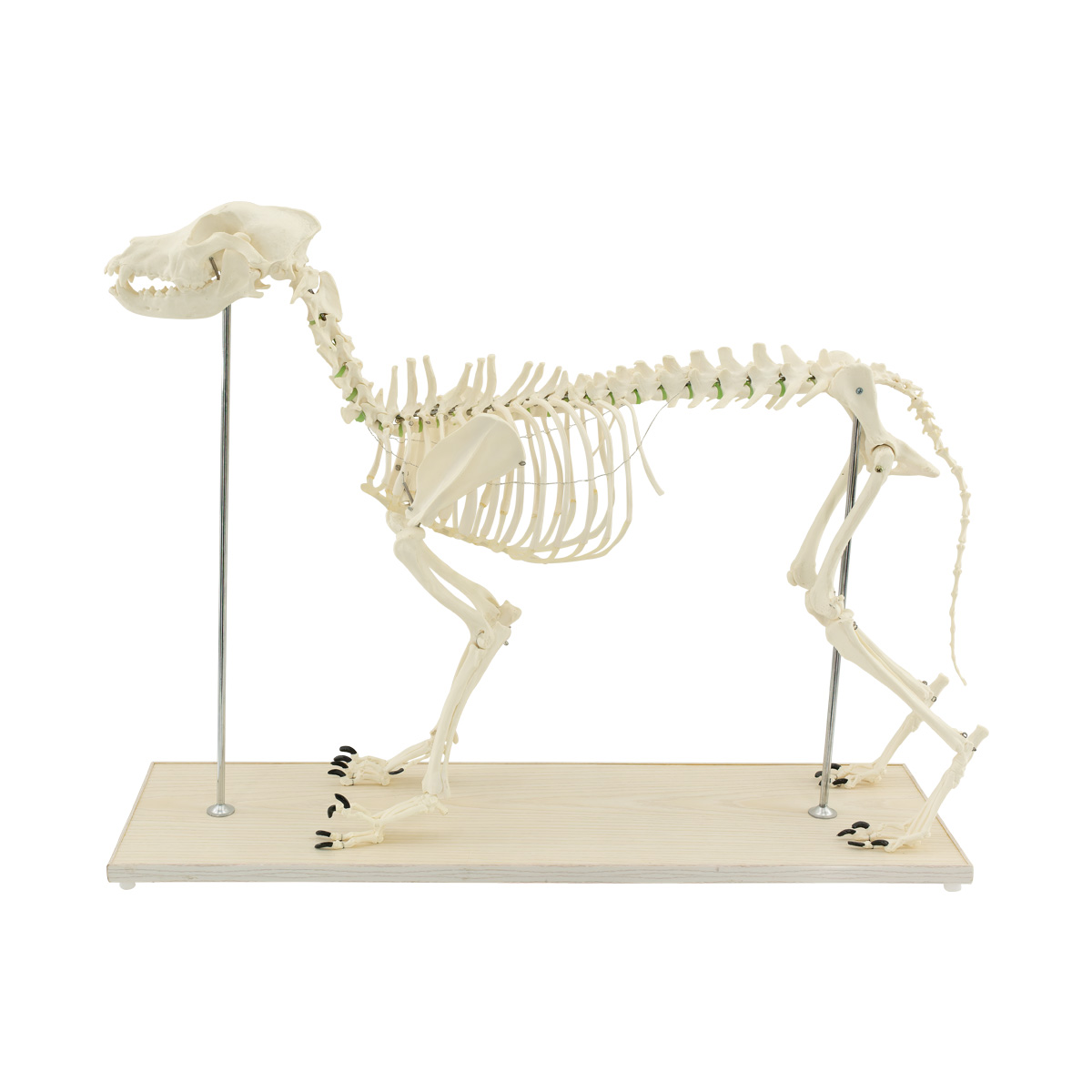AZ-713_Köpek İskeleti_1