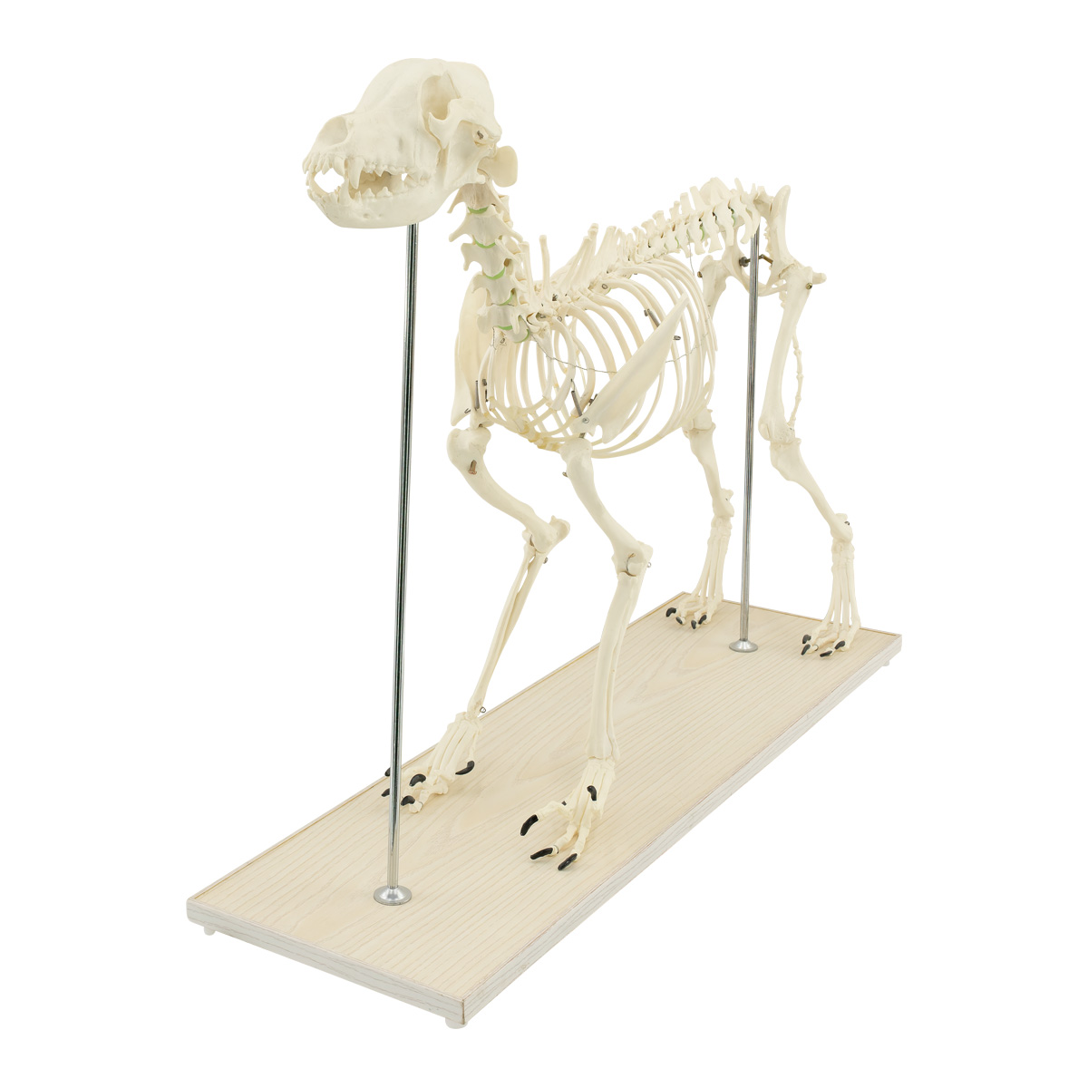 AZ-713_Köpek İskeleti_2