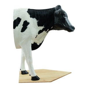 Cow Blood Sampling and Injection Simulator