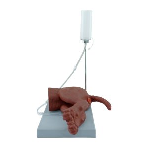 Female Dog Urinary Catheterization Simulator
