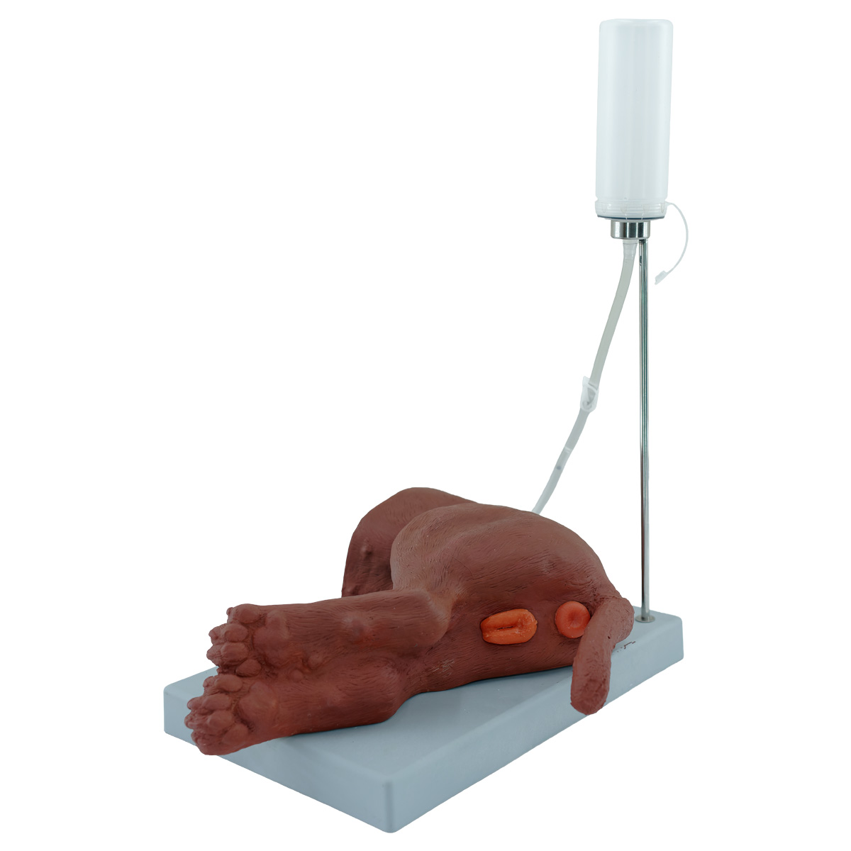 AZ-718_Dişi Köpek Sonda_2
