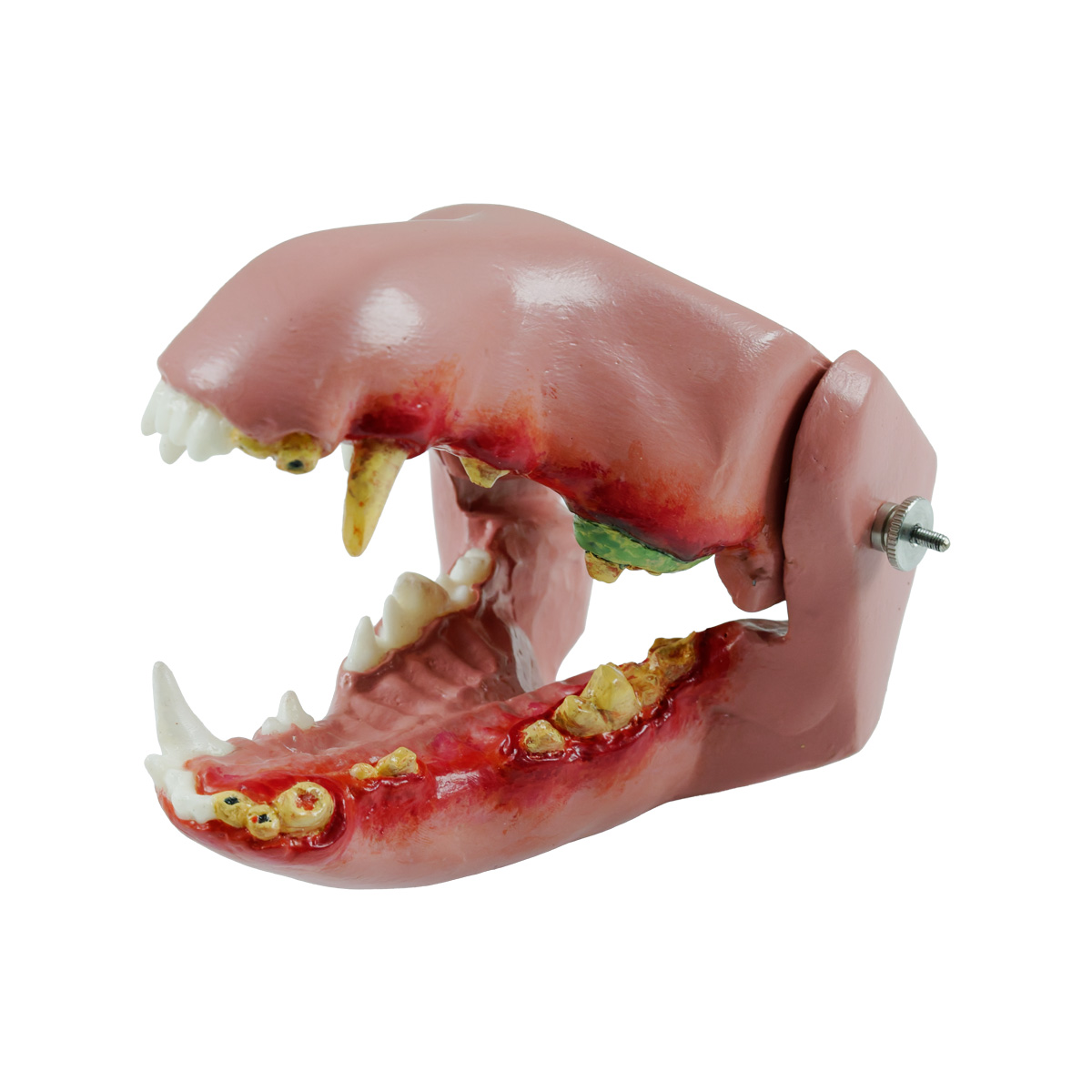 Canine Oral Technique and Dental Training Model