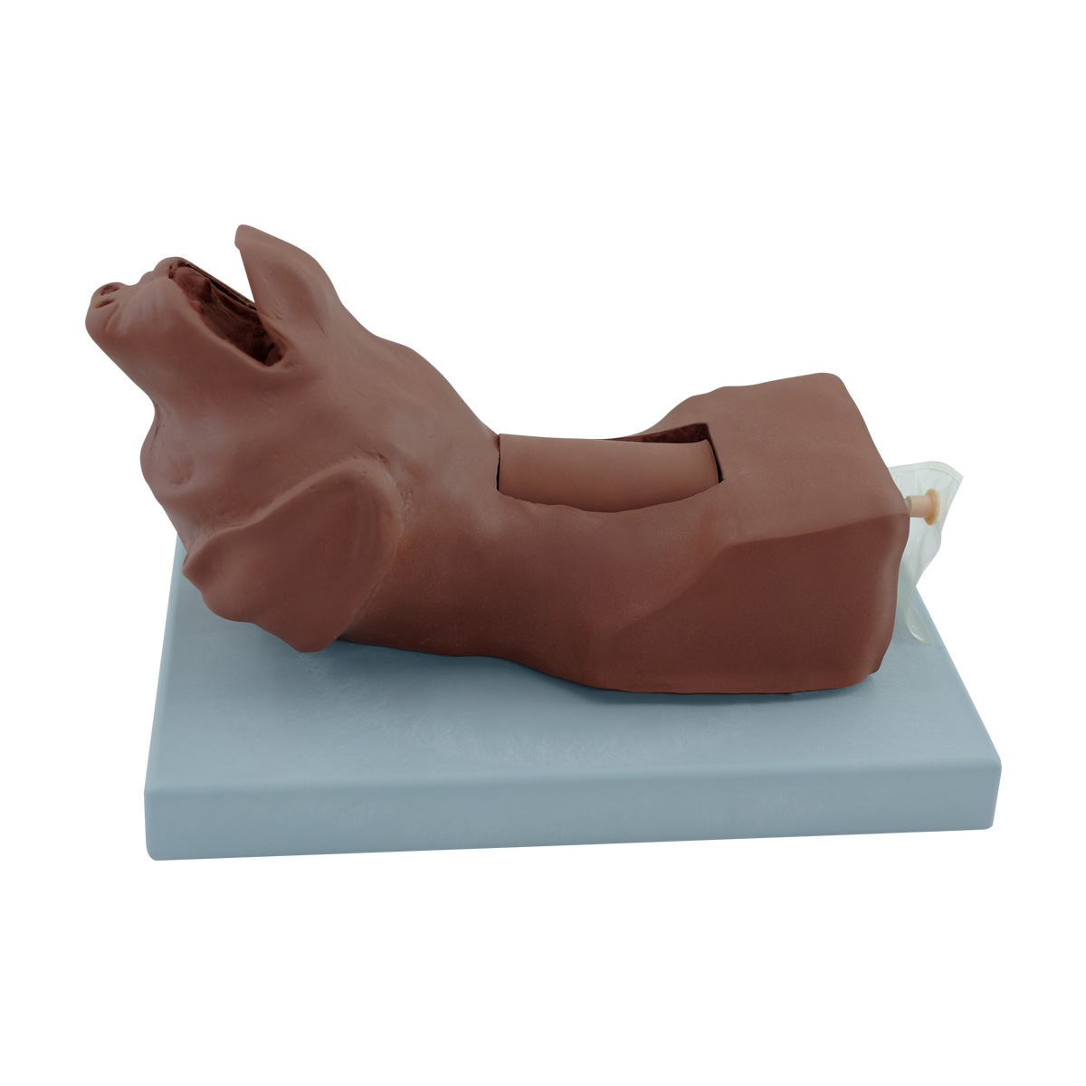 Dog Cricothyrotomy (Tracheostomy) Simulator