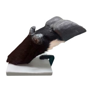 Bovine Foot and Claw Bandaging Simulator