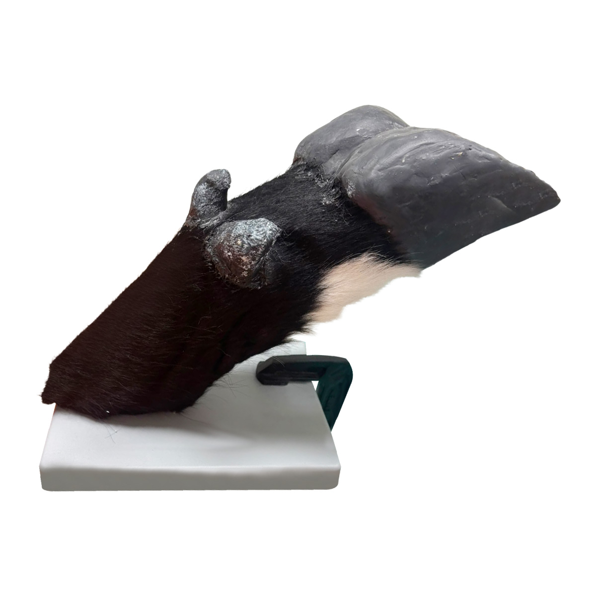 Bovine Foot and Claw Bandaging Simulator