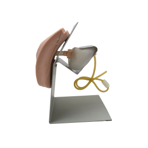 Simple female urethral catheterization simulator mounted on base stand