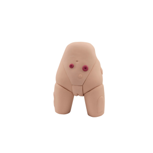 Advanced female catheterization simulator pelvic model for clinical skills training